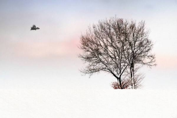 Photograph Michel Bochet Merand Raven on One Eyeland
